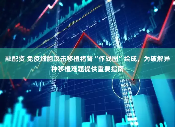 融配资 免疫细胞攻击移植猪肾“作战图”绘成，为破解异种移植难题提供重要指南